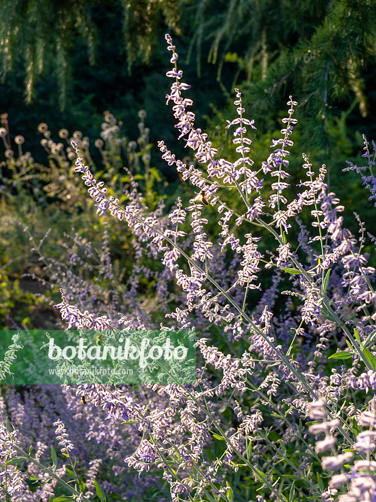 463026 - Meldenblättrige Perovskie (Perovskia atriplicifolia)