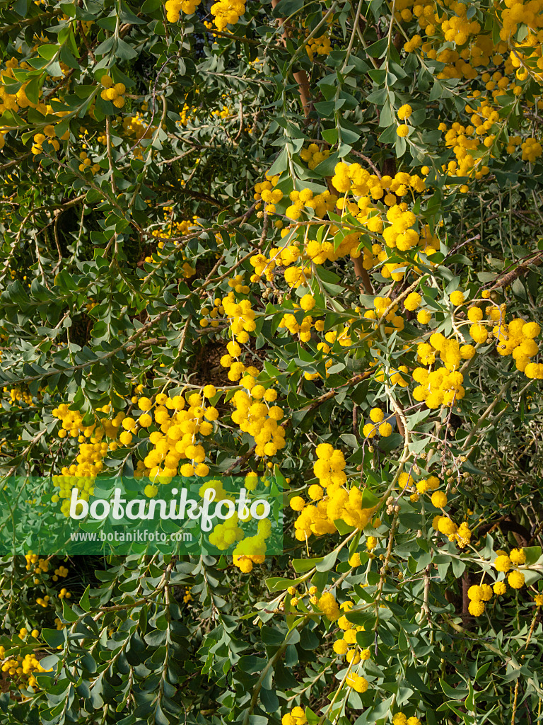 409001 - Messerförmige Akazie (Acacia cultriformis)