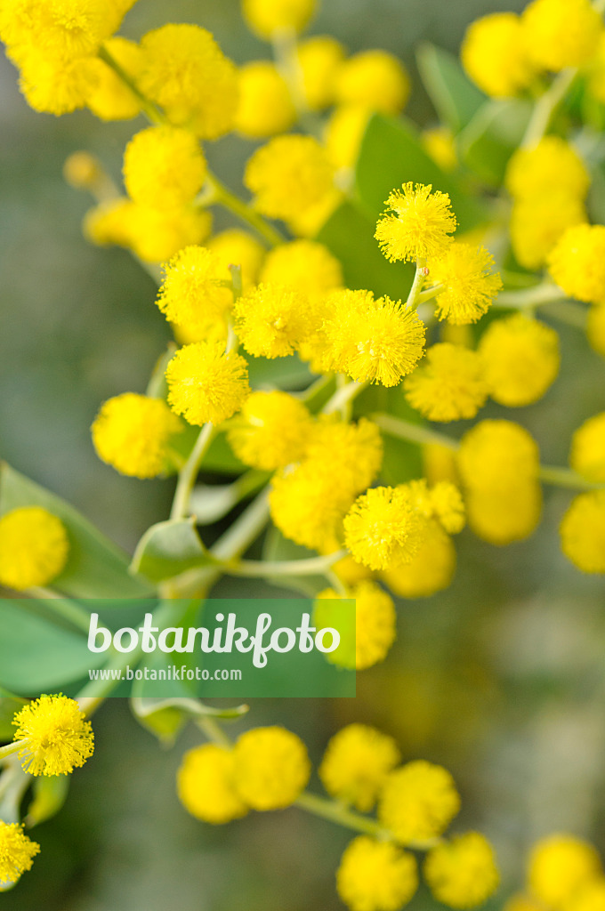 480024 - Messerförmige Akazie (Acacia cultriformis)