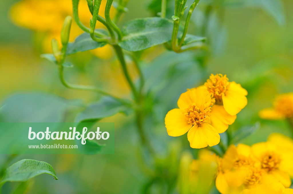 474385 - Mexikanische Gewürztagetes (Tagetes minuta)