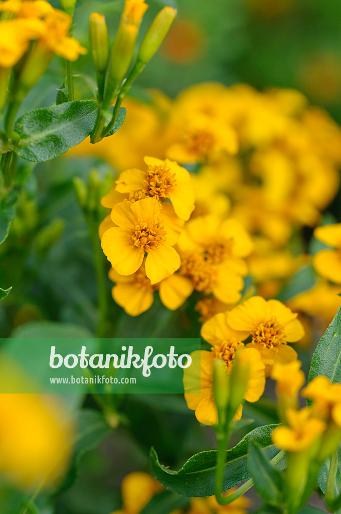 474386 - Mexikanische Gewürztagetes (Tagetes minuta)