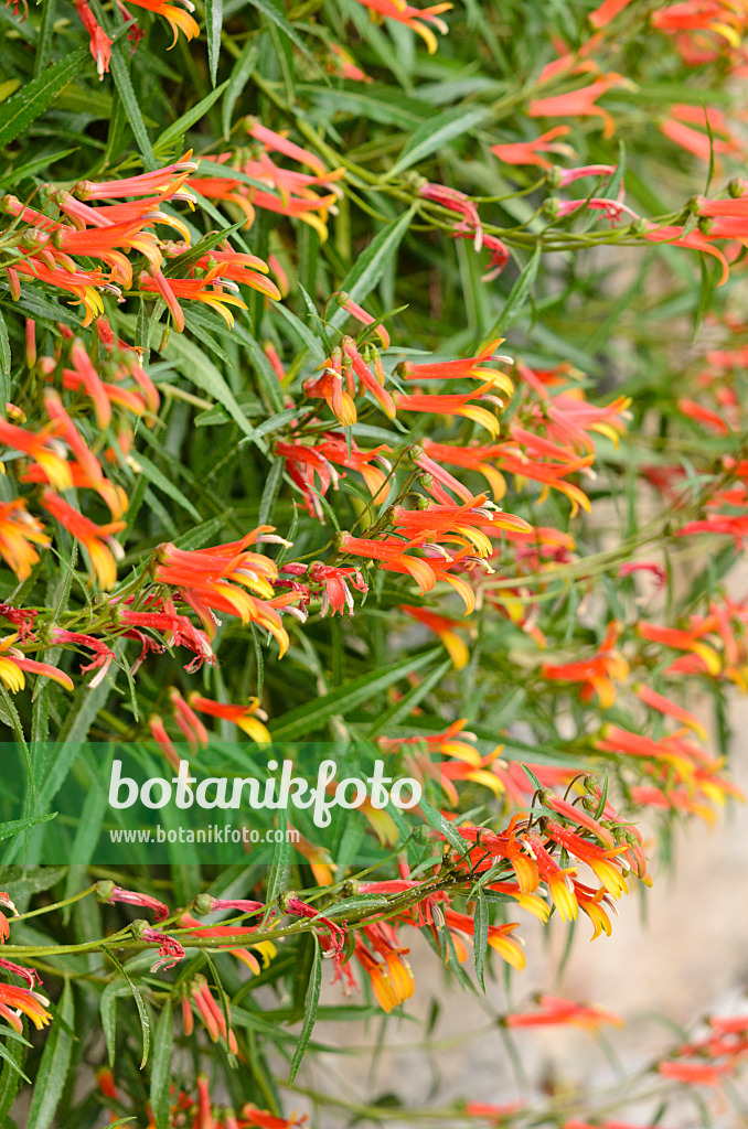 533023 - Mexikanische Lobelie (Lobelia laxiflora)