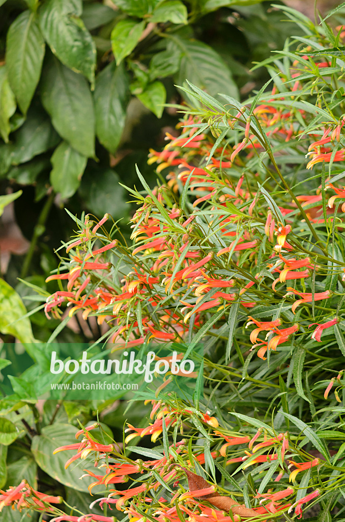 533035 - Mexikanische Lobelie (Lobelia laxiflora)