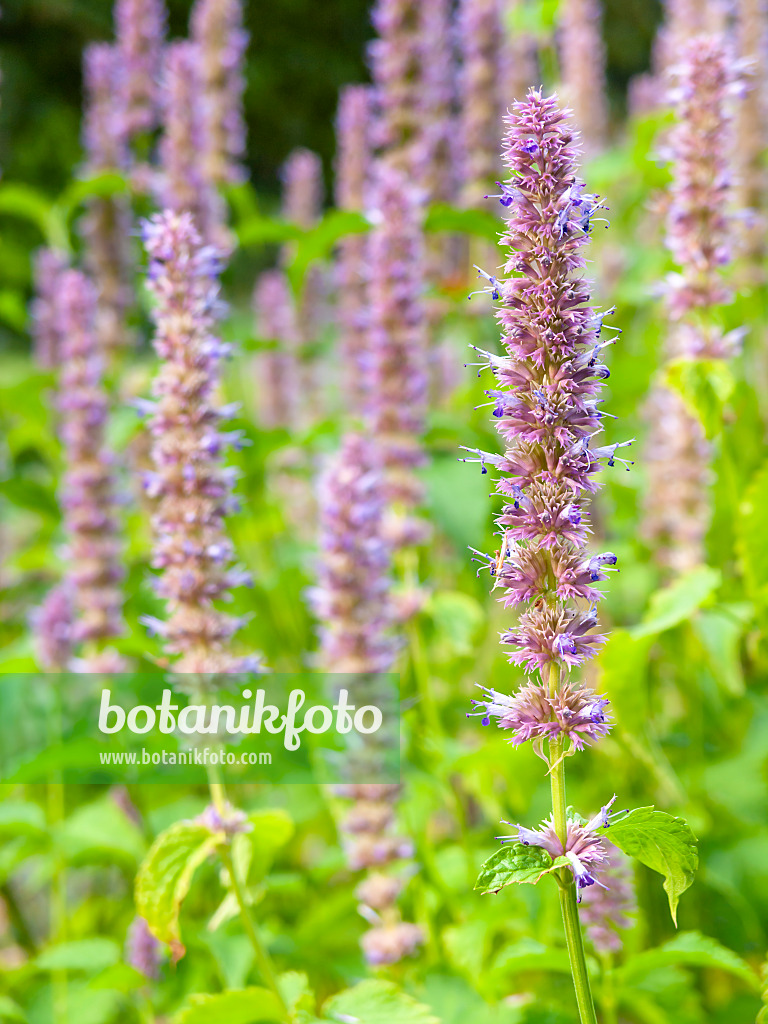 440223 - Mexikanische Minze (Agastache mexicana)