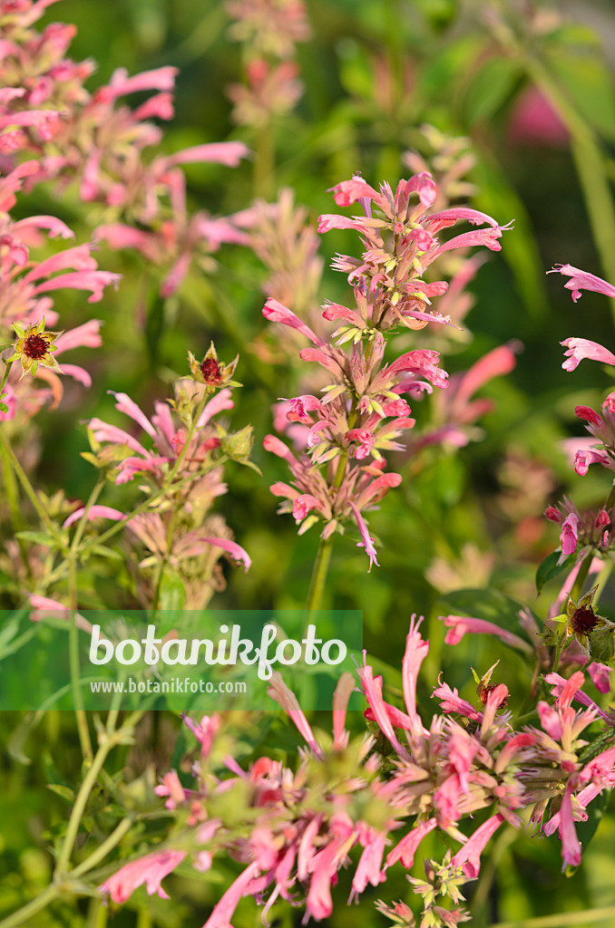 534428 - Mexikanische Minze (Agastache mexicana 'Red Fortune')