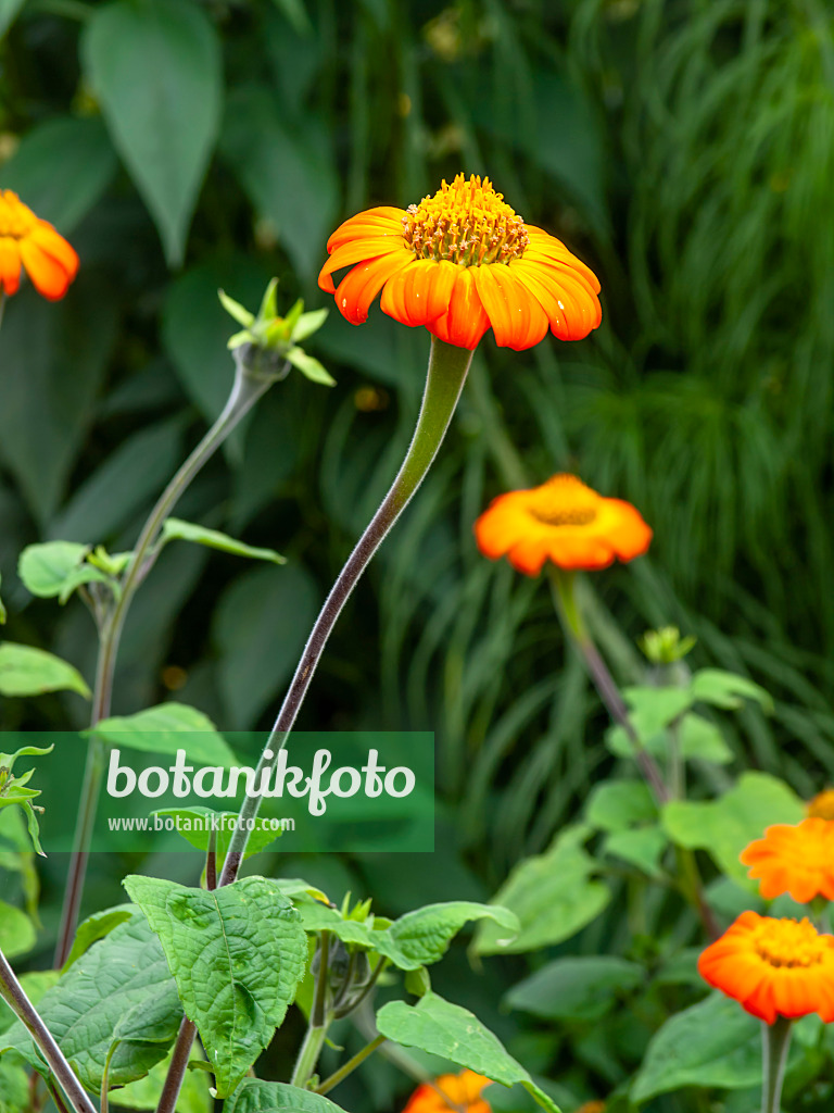 441025 - Mexikanische Sonnenblume (Tithonia rotundifolia)