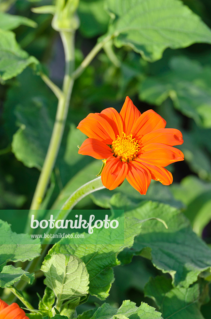 474408 - Mexikanische Sonnenblume (Tithonia rotundifolia)