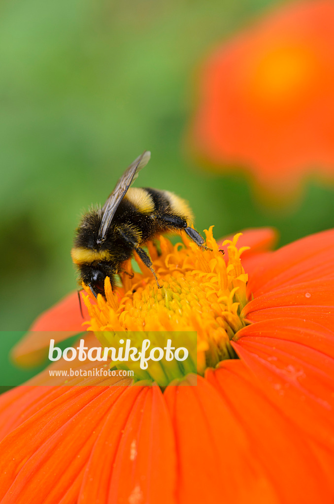 498200 - Mexikanische Sonnenblume (Tithonia rotundifolia) und Hummel (Bombus)