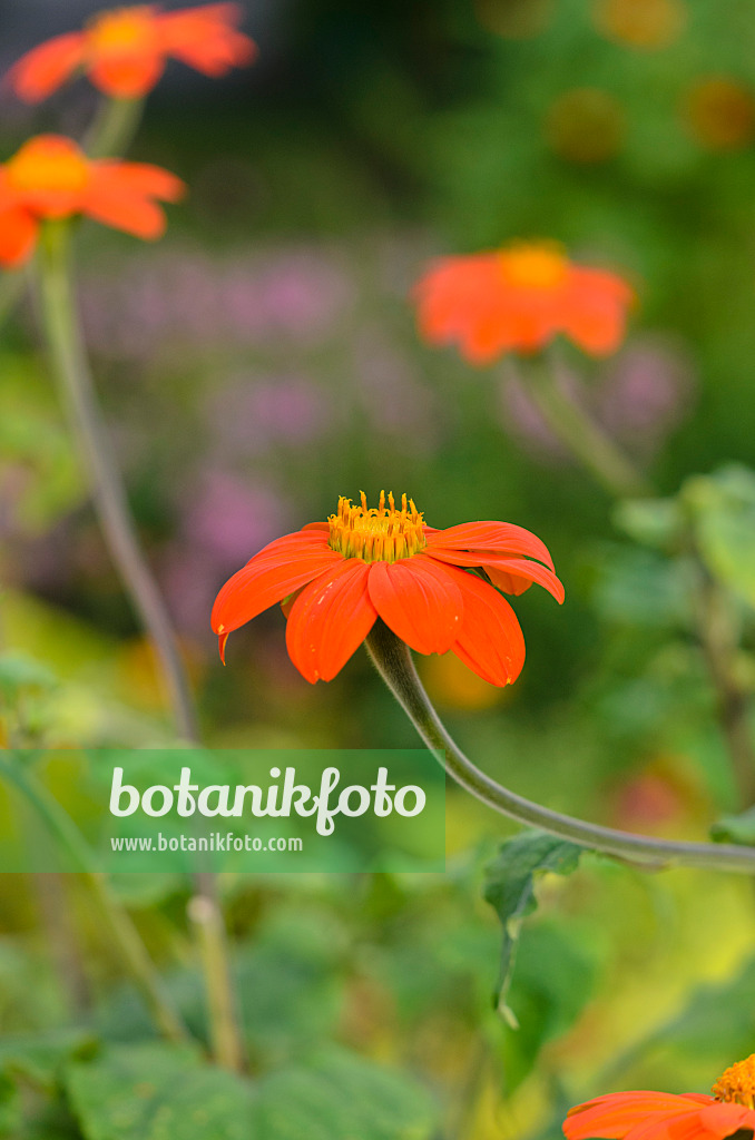 523190 - Mexikanische Sonnenblume (Tithonia rotundifolia)