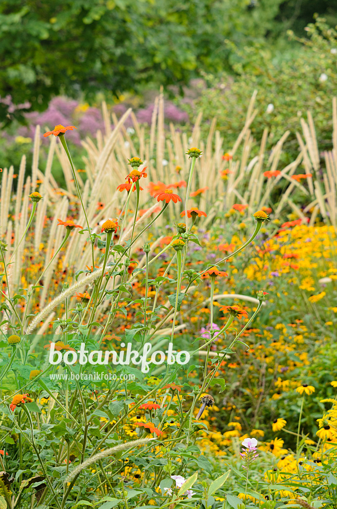 535109 - Mexikanische Sonnenblume (Tithonia rotundifolia) und Afrikanisches Lampenputzergras (Pennisetum macrourum 'White Lancer')