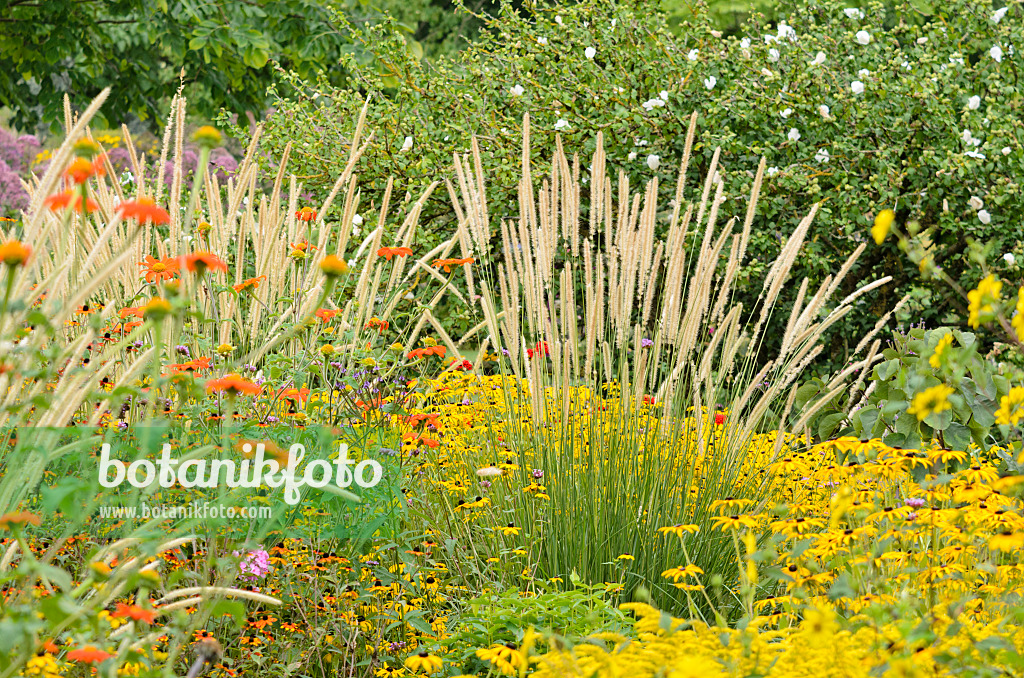 535110 - Mexikanische Sonnenblume (Tithonia rotundifolia), Afrikanisches Lampenputzergras (Pennisetum macrourum 'White Lancer') und Gewöhnlicher Sonnenhut (Rudbeckia fulgida)