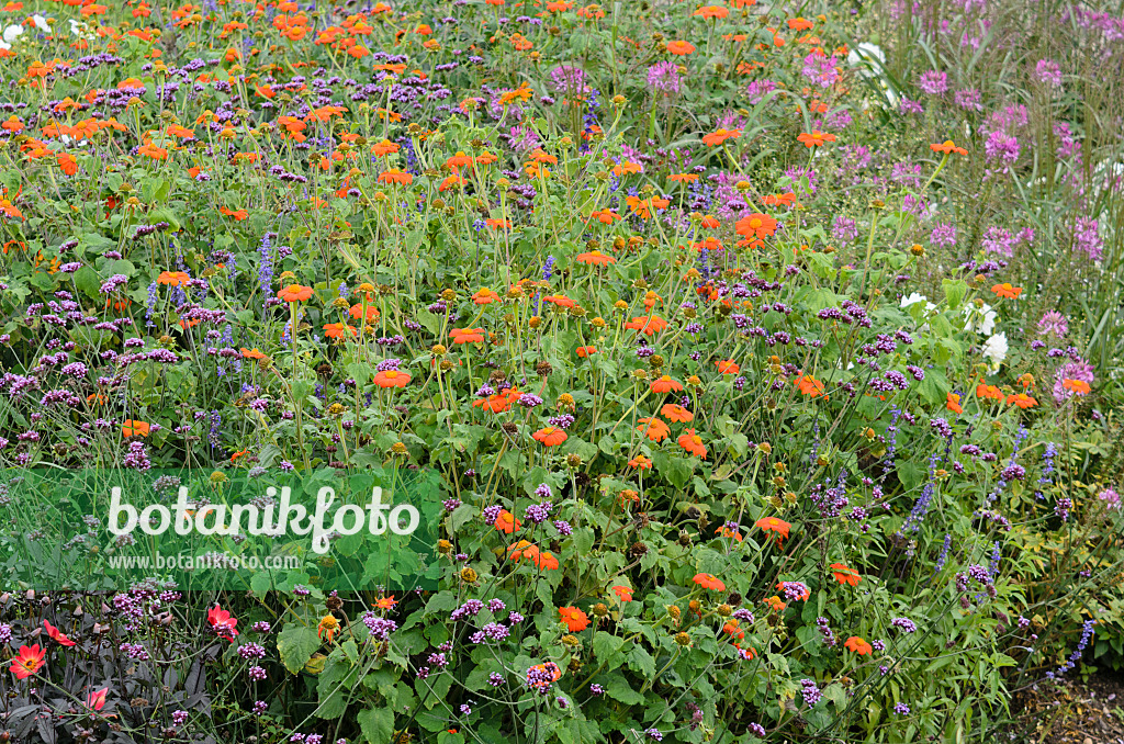 535158 - Mexikanische Sonnenblume (Tithonia rotundifolia 'Gold Finger') und Argentinisches Eisenkraut (Verbena bonariensis)