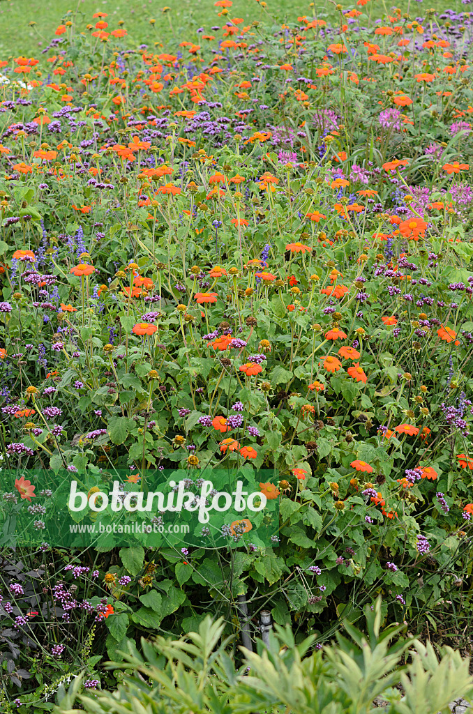 535159 - Mexikanische Sonnenblume (Tithonia rotundifolia 'Gold Finger') und Argentinisches Eisenkraut (Verbena bonariensis)