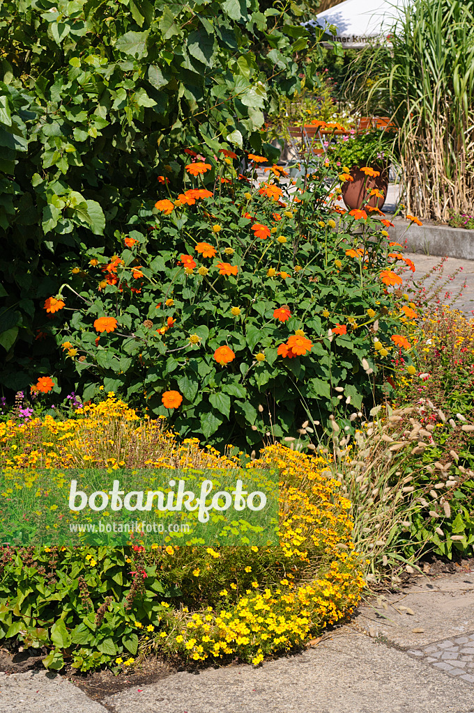 476032 - Mexikanische Sonnenblumen (Tithonia rotundifolia) und Studentenblumen (Tagetes)