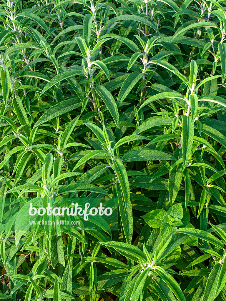 450062 - Mexikanischer Salbei (Salvia leucantha)