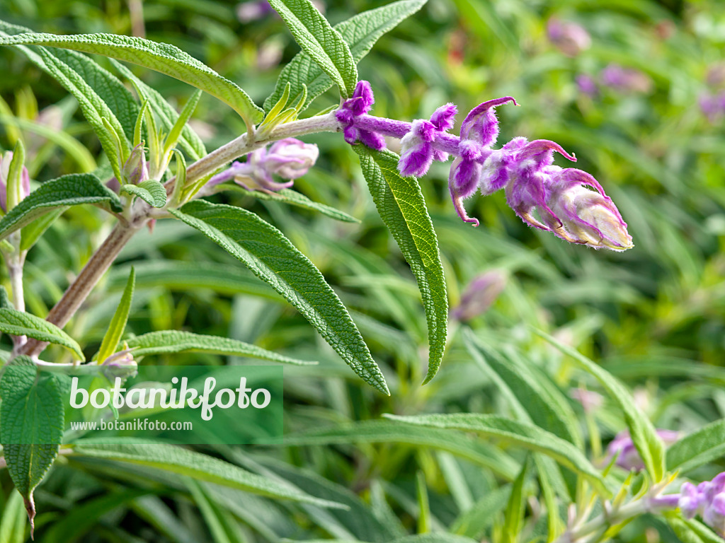 465307 - Mexikanischer Salbei (Salvia leucantha)