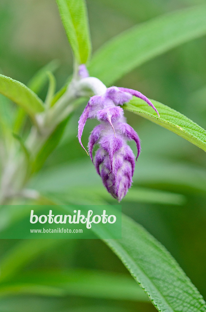 525315 - Mexikanischer Salbei (Salvia leucantha)