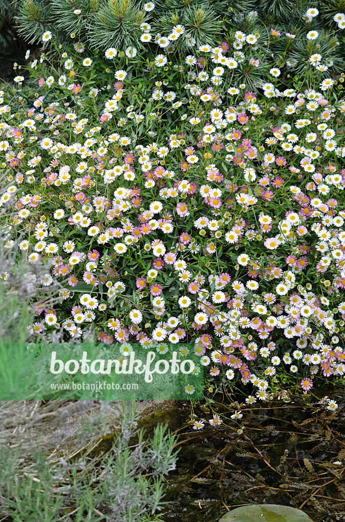 533215 - Mexikanisches Berufkraut (Erigeron karvinskianus)