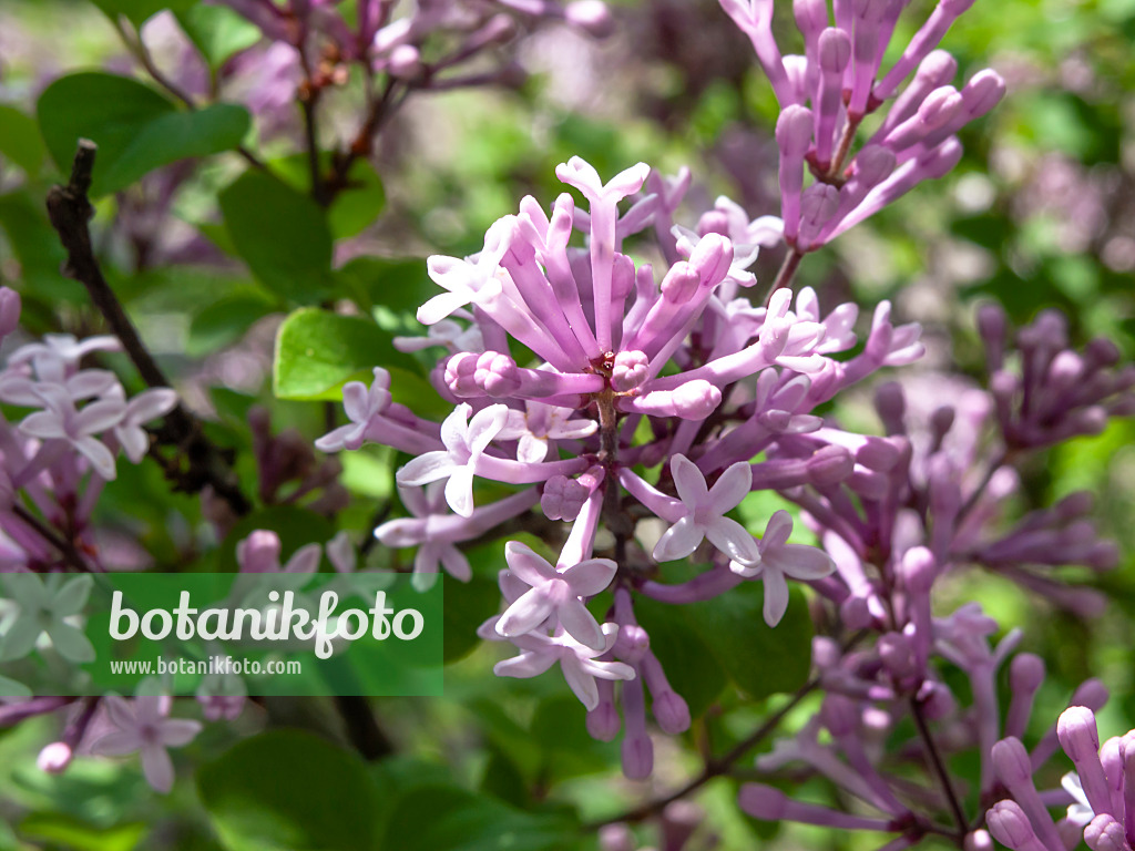 437306 - Meyers Flieder (Syringa meyeri 'Palibin')