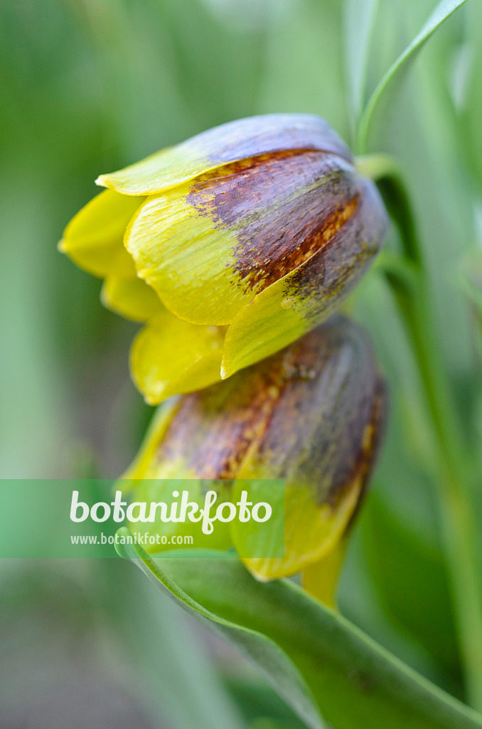 495156 - Michailovskyis Schachblume (Fritillaria michailovskyi)