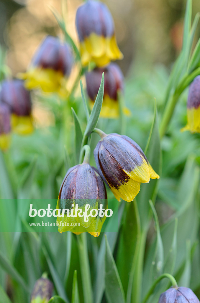 507054 - Michailovskyis Schachblume (Fritillaria michailovskyi)