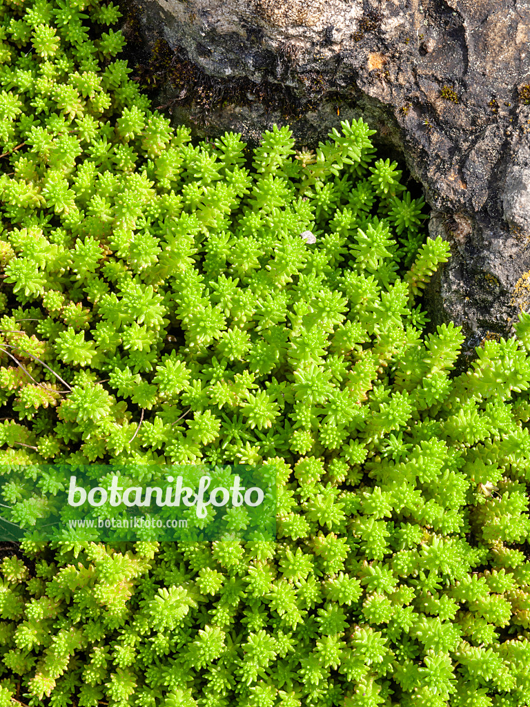 437294 - Milder Mauerpfeffer (Sedum sexangulare)