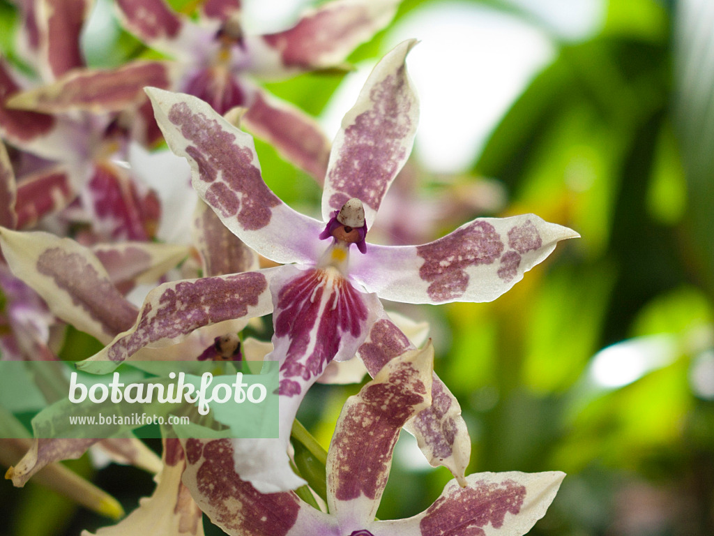 418045 - Miltonia x bluntii 418045 - Miltonia x bluntii