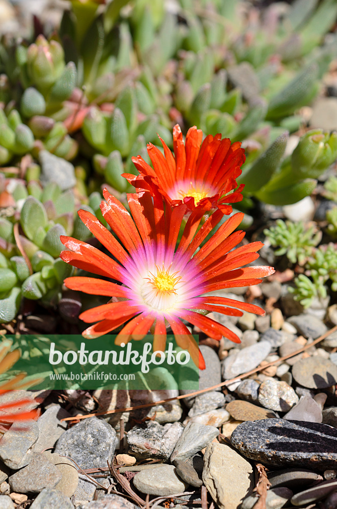 508179 - Mittagsblume (Delosperma)