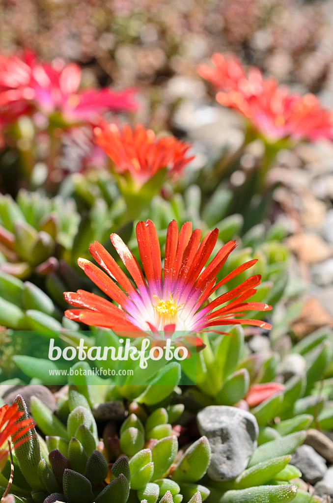 508180 - Mittagsblume (Delosperma)