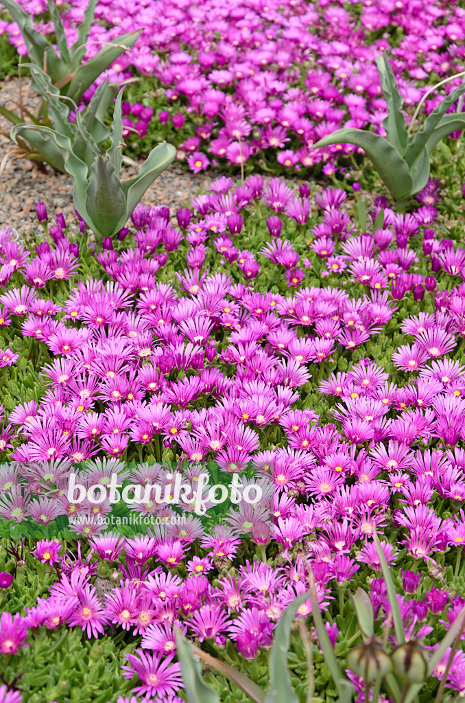 508254 - Mittagsblume (Delosperma)