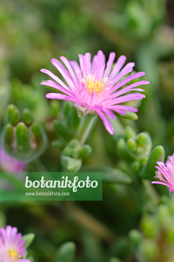 475225 - Mittagsblume (Delosperma aberdeenense)