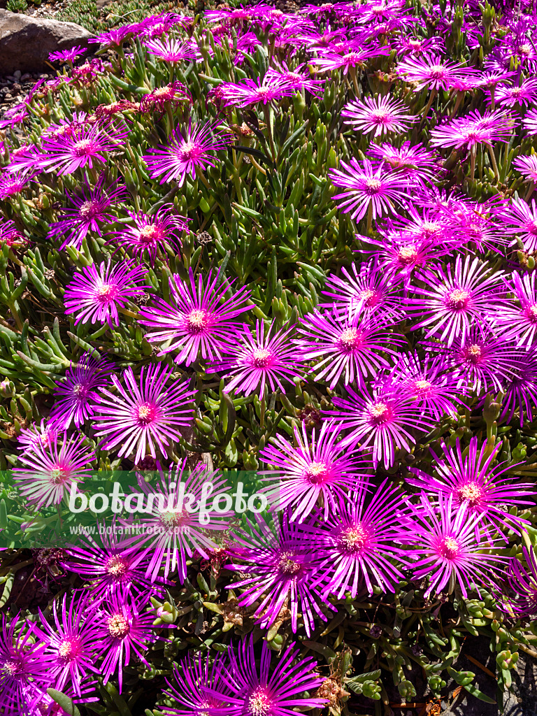 461145 - Mittagsblume (Delosperma cooperi)