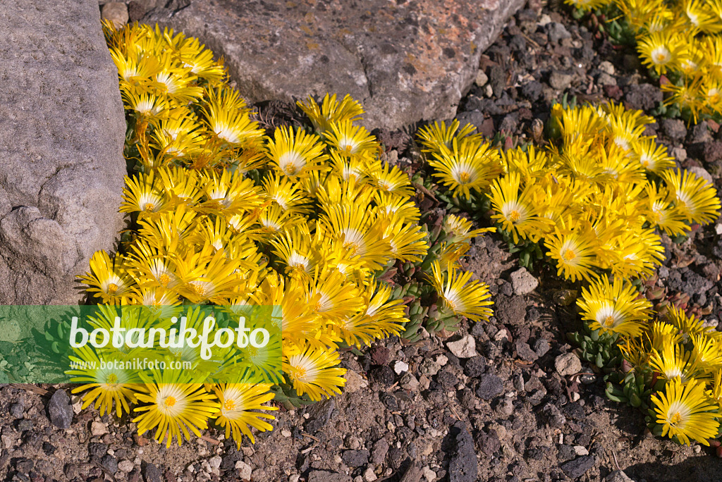 607277 - Mittagsblume (Delosperma cortigerum)