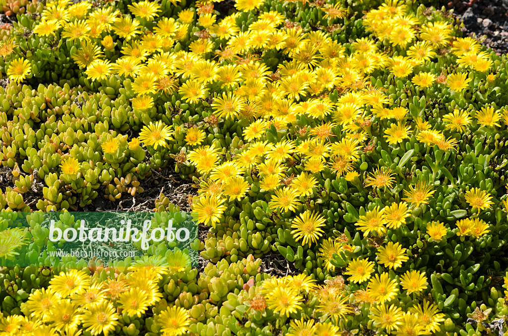 521039 - Mittagsblume (Delosperma nubigenum)