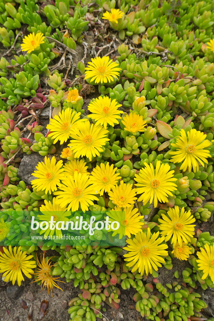 608070 - Mittagsblume (Delosperma nubigenum)