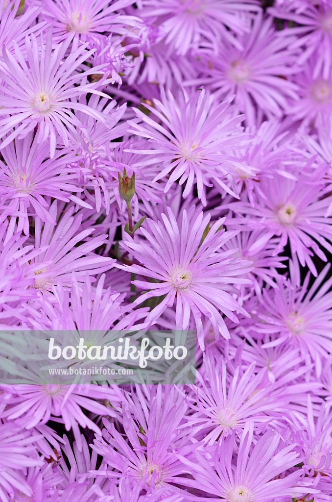 533049 - Mittagsblume (Lampranthus roseus)