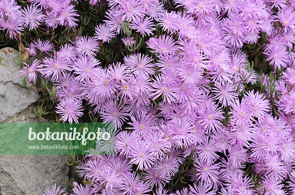 533050 - Mittagsblume (Lampranthus roseus)