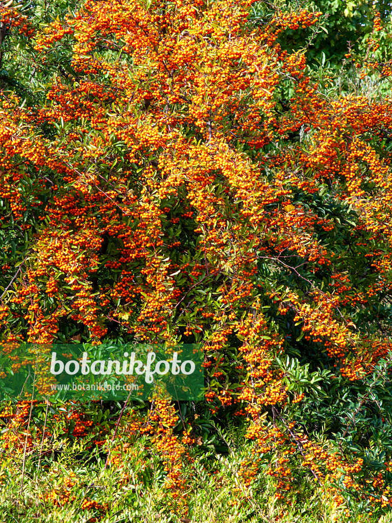 465157 - Mittelmeer-Feuerdorn (Pyracantha coccinea)