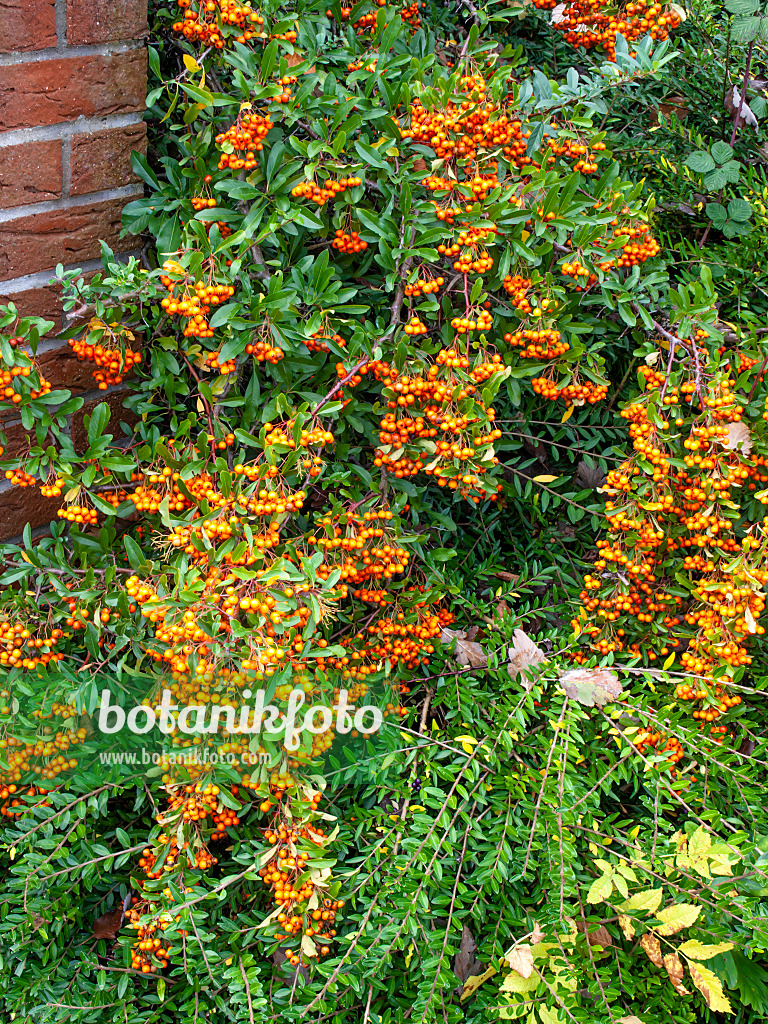 465175 - Mittelmeer-Feuerdorn (Pyracantha coccinea)