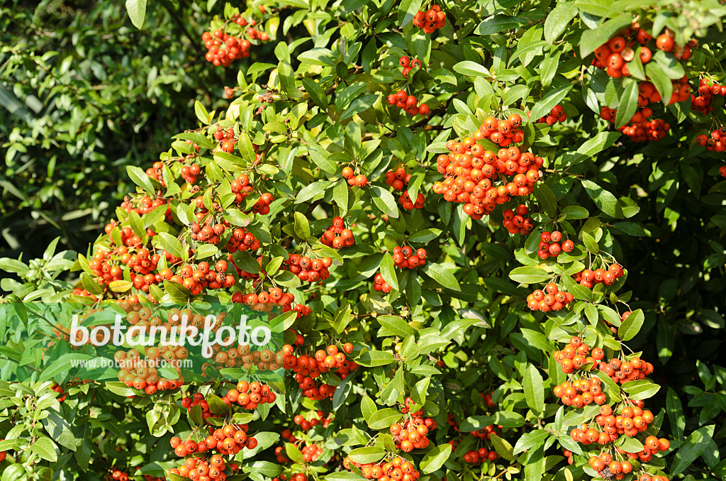 500101 - Mittelmeer-Feuerdorn (Pyracantha coccinea)