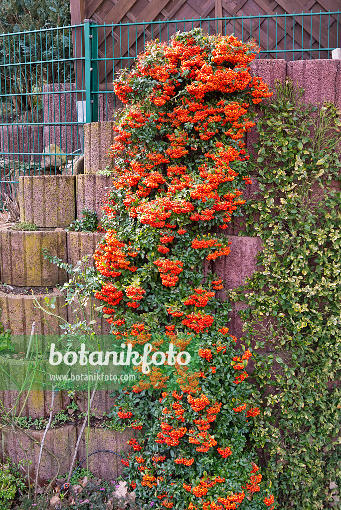 609069 - Mittelmeer-Feuerdorn (Pyracantha coccinea)