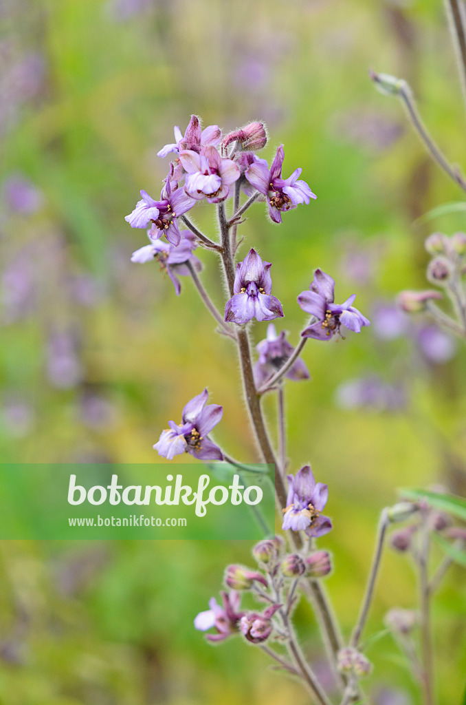 521466 - Mittelmeer-Rittersporn (Delphinium staphisagria)