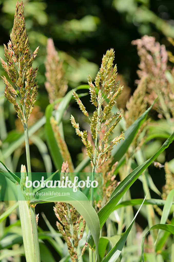 535040 - Mohrenhirse (Sorghum bicolor)