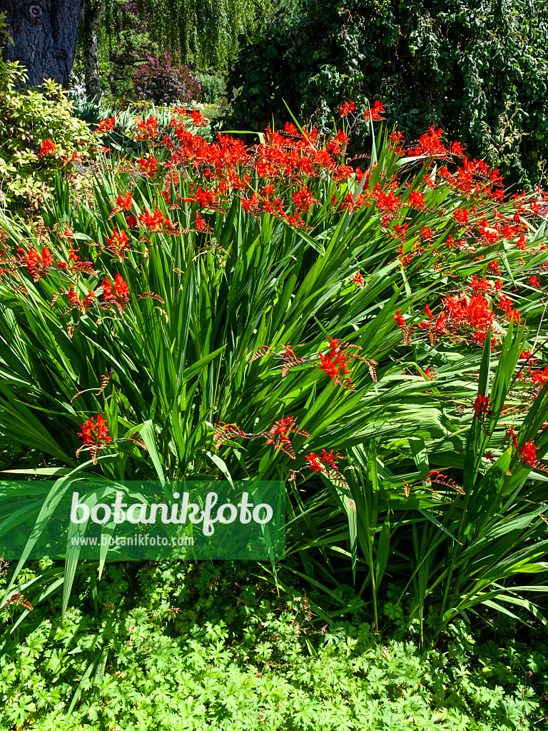 462093 - Montbretie (Crocosmia masoniorum)