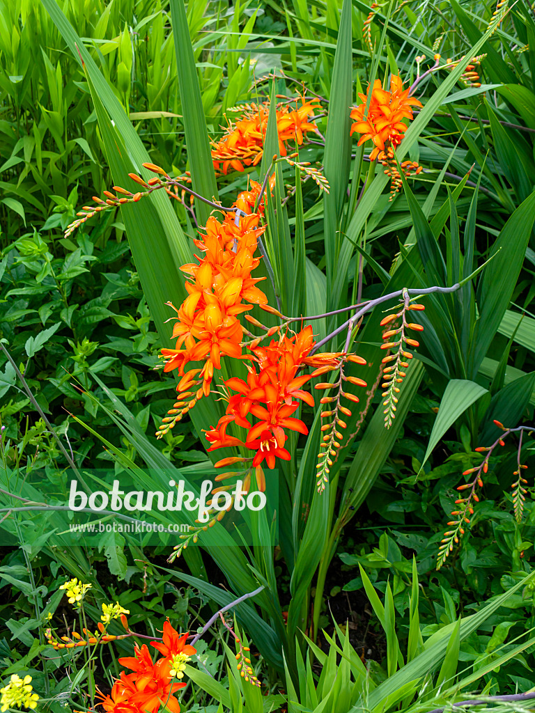 462102 - Montbretie (Crocosmia masoniorum)