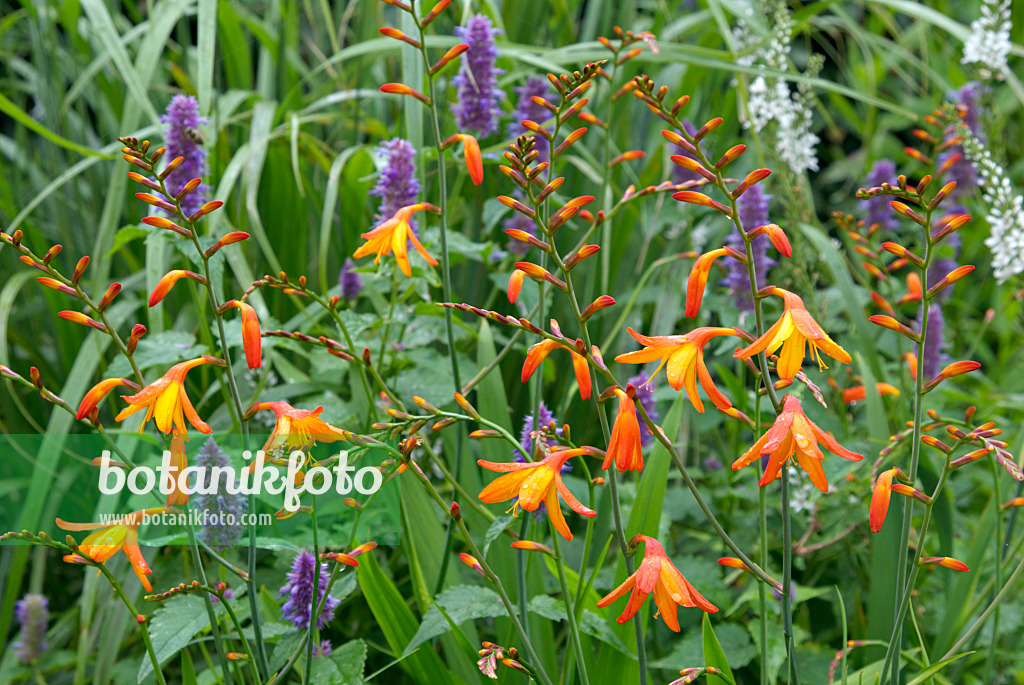 452172 - Montbretie (Crocosmia masoniorum), Anis-Riesenysop (Agastache foeniculum) und Schneegilbweiderich (Lysimachia clethroides)