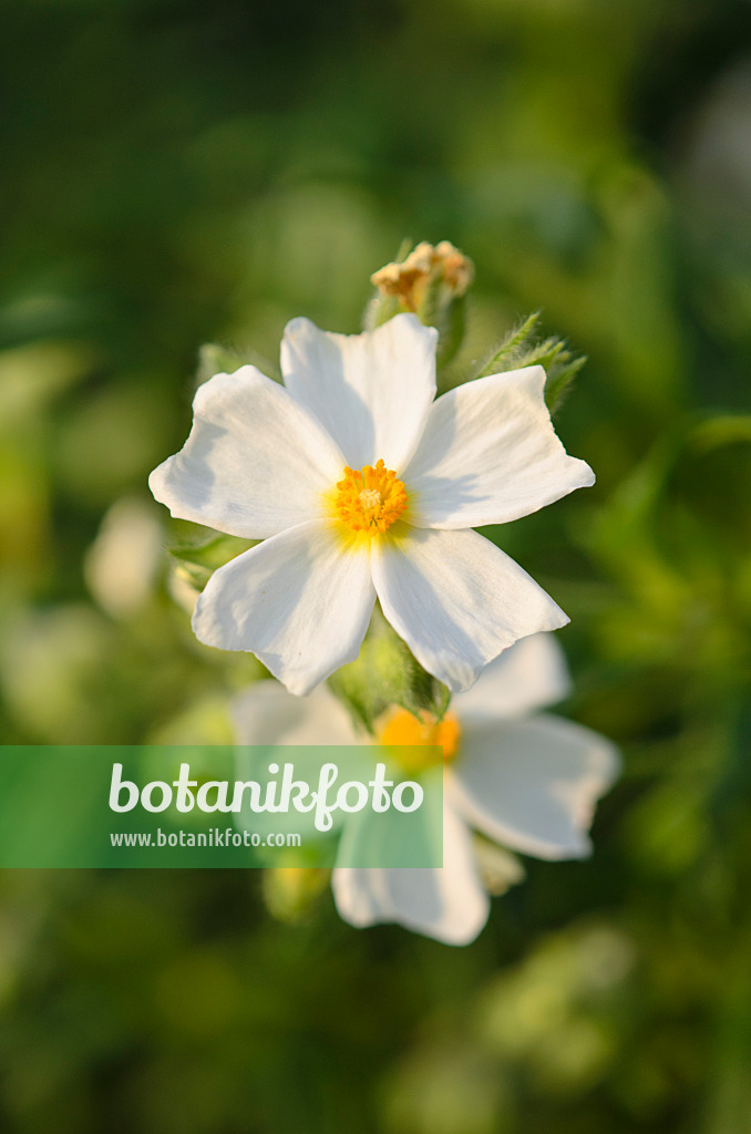 519001 - Montpellier-Zistrose (Cistus monspeliensis)