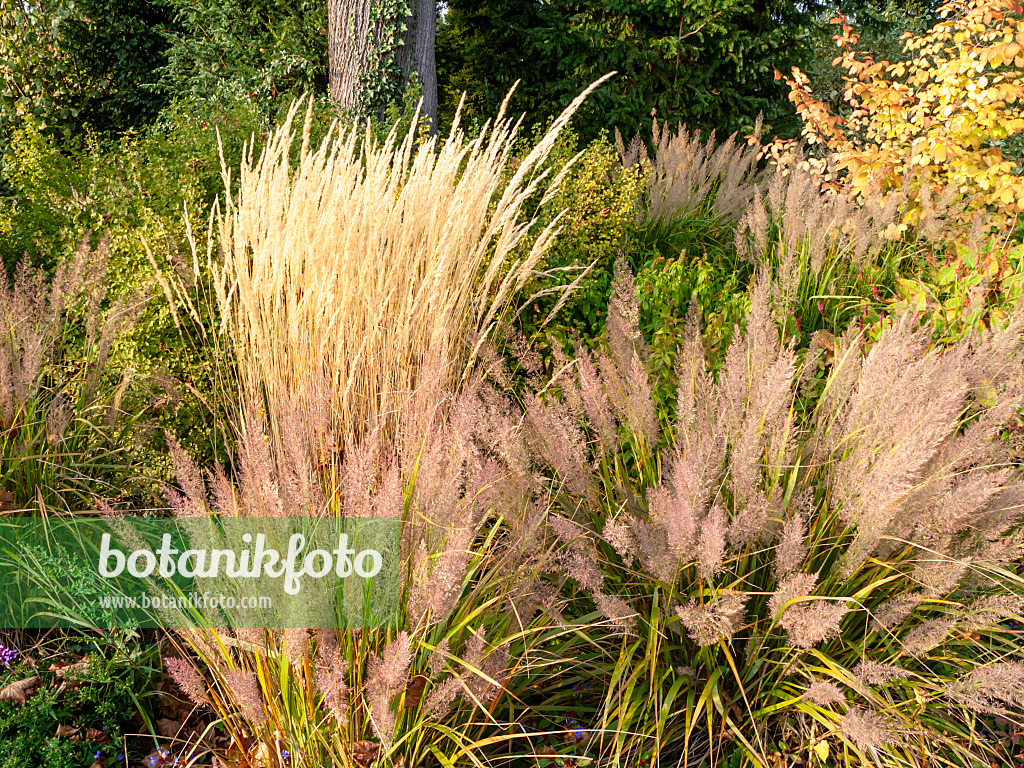 464099 - Moorreitgras (Calamagrostis x acutiflora 'Karl Foerster') und Waldreitgras (Calamagrostis arundinacea var. brachytricha syn. Achnatherum brachytricha)