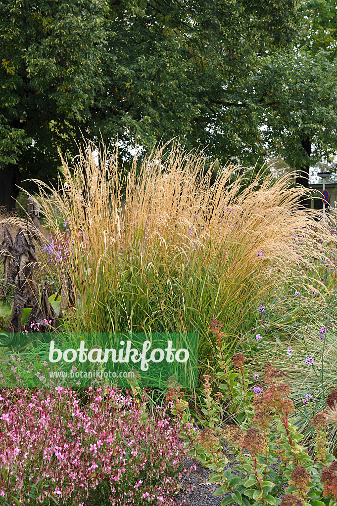 517430 - Moorreitgras (Calamagrostis x acutiflora 'Karl Foerster')