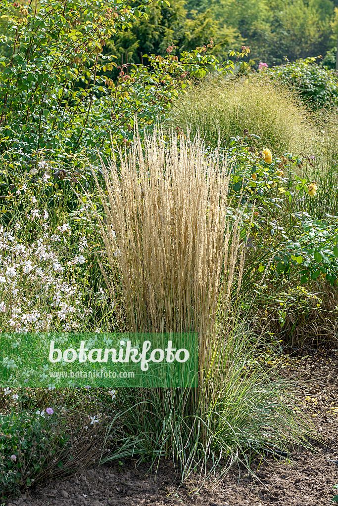 575035 - Moorreitgras (Calamagrostis x acutiflora 'Overdam')